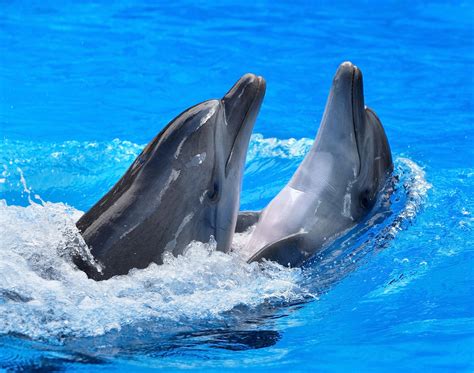 Delfinen Bilder